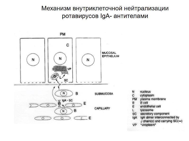 Механизм внутриклеточной нейтрализации ротавирусов IgA- антителами